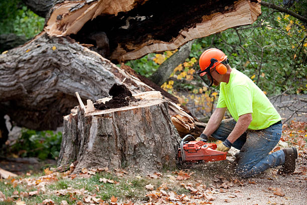 Best Root Management and Removal  in Beaver Dam, AZ