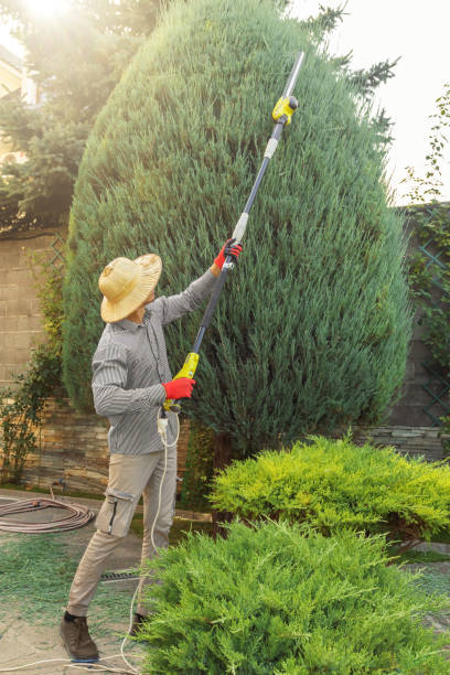 Best Tree Preservation Services  in Beaver Dam, AZ