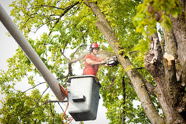 Best Hazardous Tree Removal  in Beaver Dam, AZ